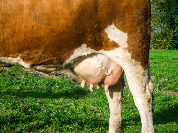 Full udder of a dairy cow stock photo