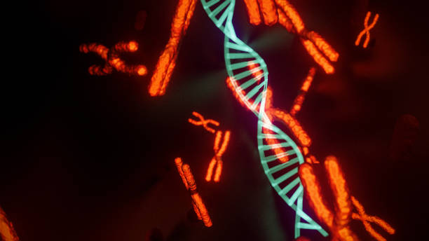 DNA strand and X chromosome