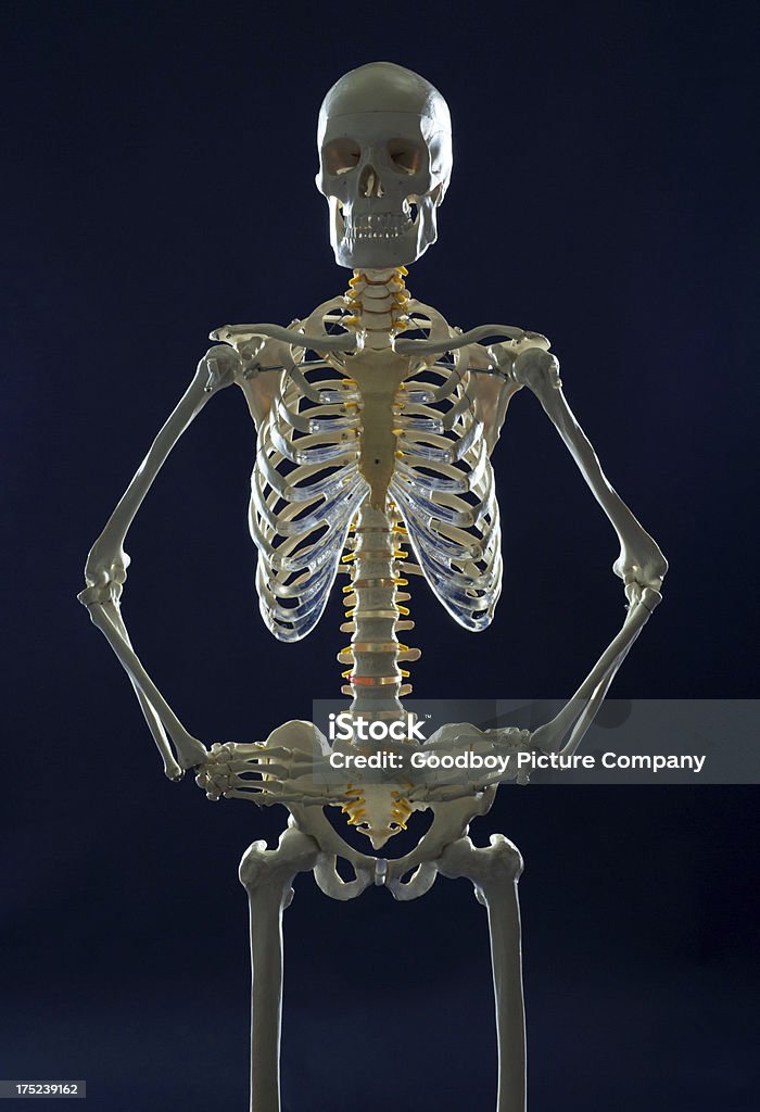 人間の骨格構造 - 骸骨のロイヤリティフリーストックフォト