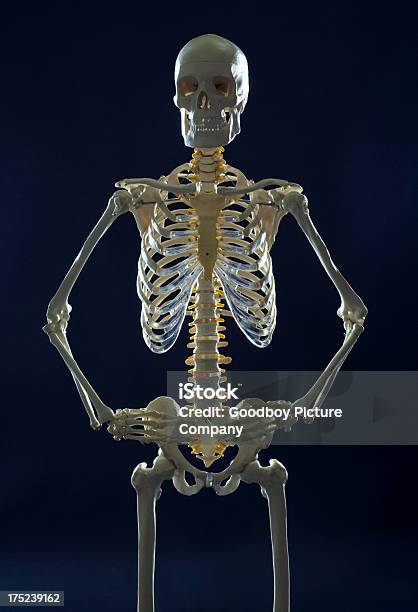 人間の骨格構造 - 骸骨のストックフォトや画像を多数ご用意 - 骸骨, アイデア, コンセプト