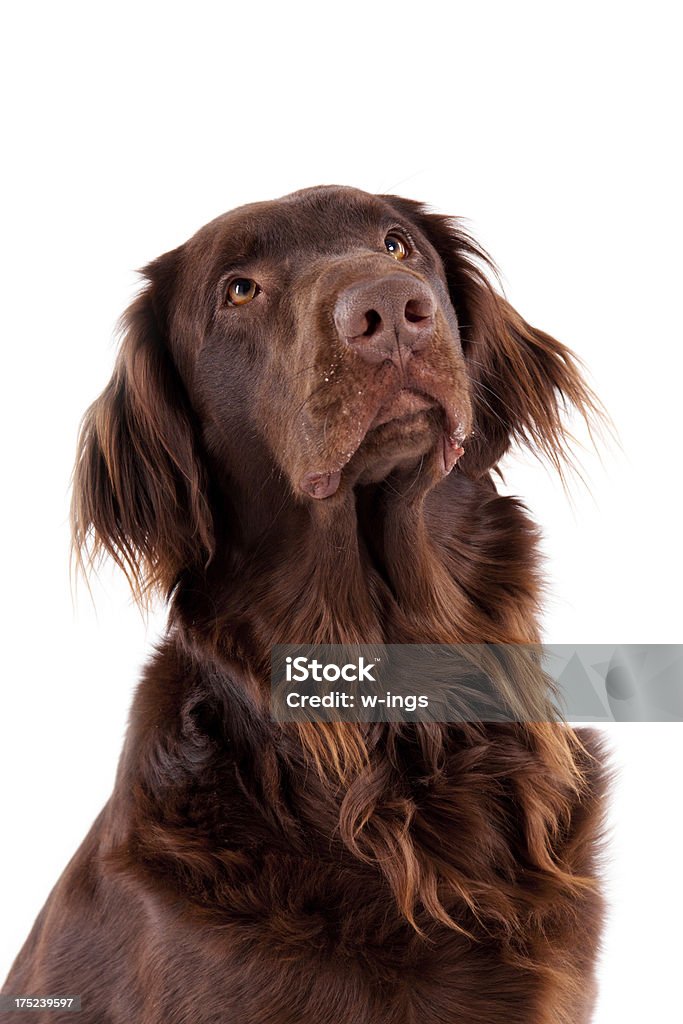 retriever cane marrone - Foto stock royalty-free di Animale