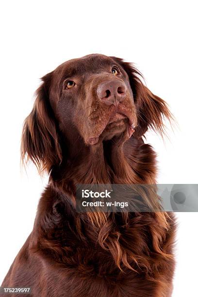 Retriever Cane Marrone - Fotografie stock e altre immagini di Animale - Animale, Animale da compagnia, Animale maschio