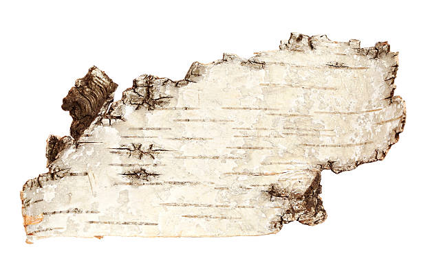 istock Bark of the birch - Label 175239711