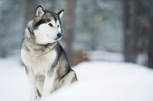 Portrait of Alaskan Malamute sitting in snow. Selective focus and shallow depth of field.