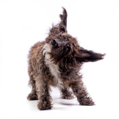 Welsh Terrier gun dog is posing for the camera in an old vintage barn environment.