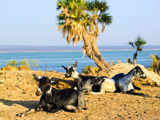 Goats on sun "Goats at Lake Afrera in background, which is a hyper saline lake with low pH and lot of salt foam on the sores in northern Ethiopiaaas Afar Region. It is in the Danakil Depression, desert and part of East African Rift. Lake is fed by   underground streams.  It has many names like Afdera, Afera, Giulietti and Egogi." danakil depression stock pictures, royalty-free photos & images