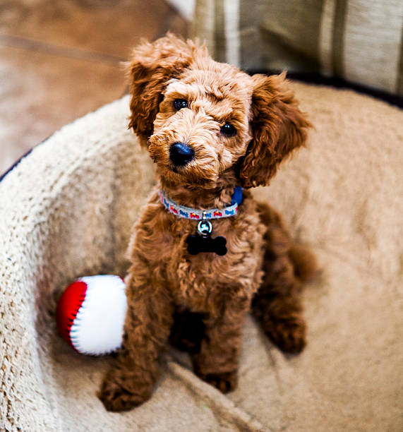 Red Toy Poodle Puppy