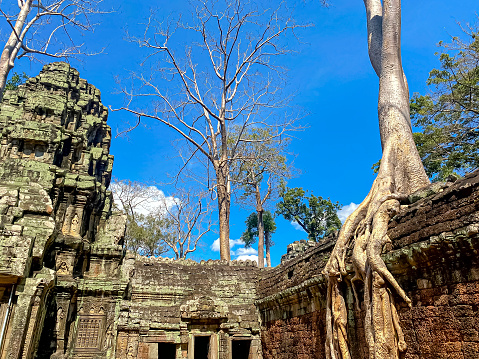 Ta Prohm, a mysterious temple of the Khmer civilization, located on the territory of Angkor in Cambodia.