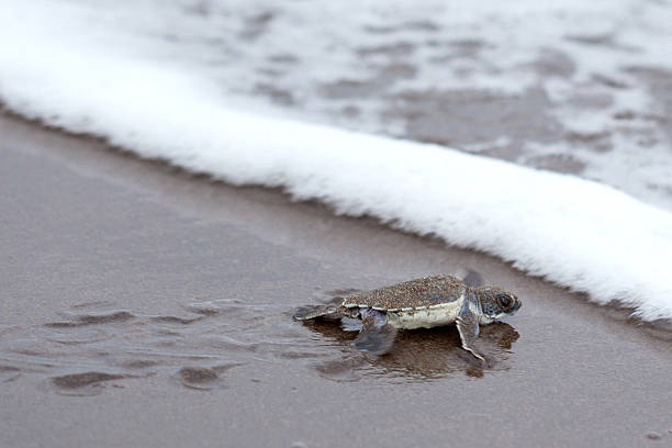 istock Turtle hatchling making its first crawl towards the sea 175240657