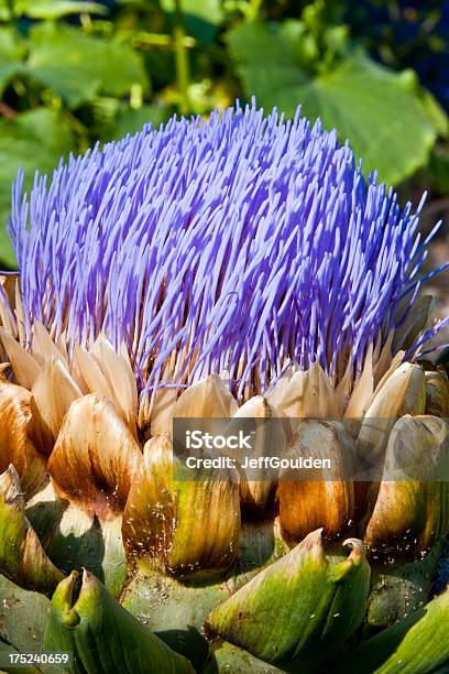 Foto de Alcachofra Em Bloom e mais fotos de stock de Alcachofra - Alcachofra, América do Norte, Beleza natural - Natureza