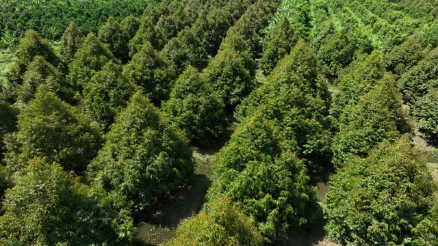 Aerial video of durian garden, durian tree garden about 5 years old, Hau Giang province, Mekong Delta.