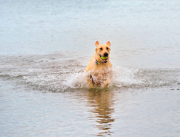 istock Dog running through water with ball in its mouth 175241030