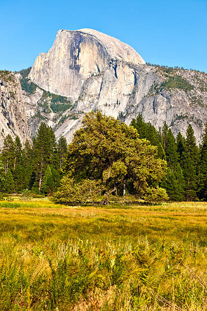 istock Tree and Half Dome Yellowstone in California USA 175241047