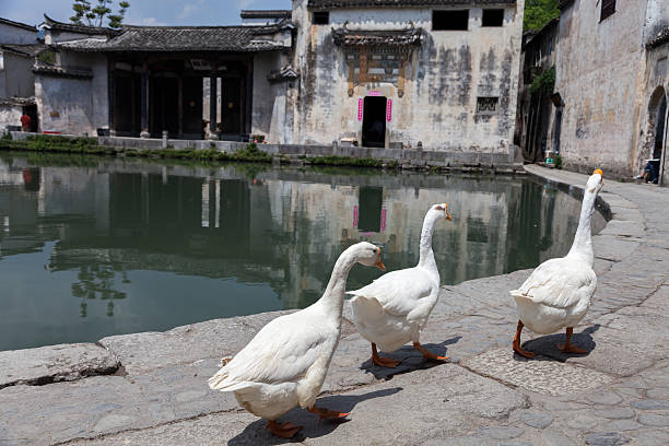 istock Gooses walking in Chinese village, China 175241337