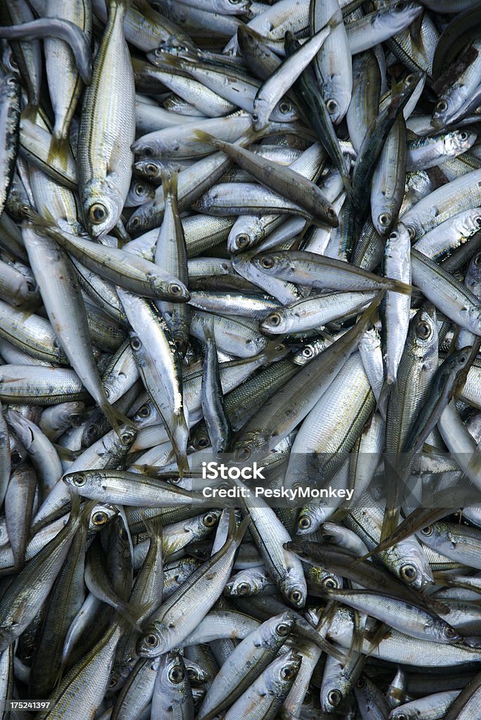 Świeży połów ryb pełna Rama srebrny pionowej - Zbiór zdjęć royalty-free (Artykuły spożywcze)