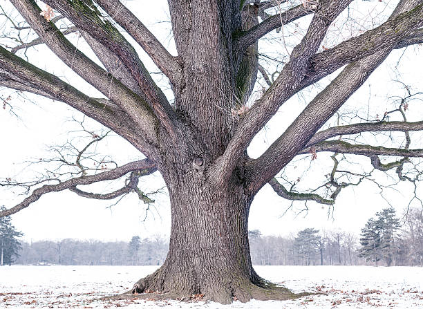 Tree Trunk and Bark Close-Up of Old Oak Tree in Winter.related: