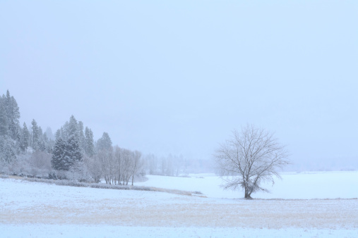 snow winter meadow - Bonner's Ferry Idaho in Northern Idaho