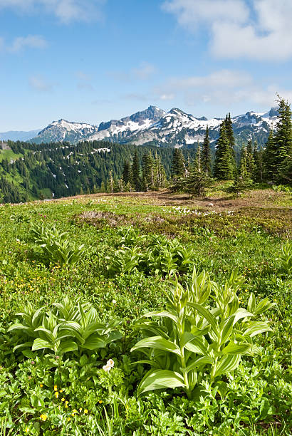 istock Paradise Meadows and the Tatoosh Range 175241705