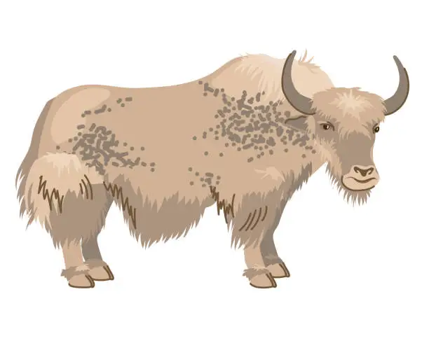 Vector illustration of Beige spotted yak with long hair. A pet in Nepal and Tibet. Vector, cartoon style. Dairy cattle, large cow on a white background