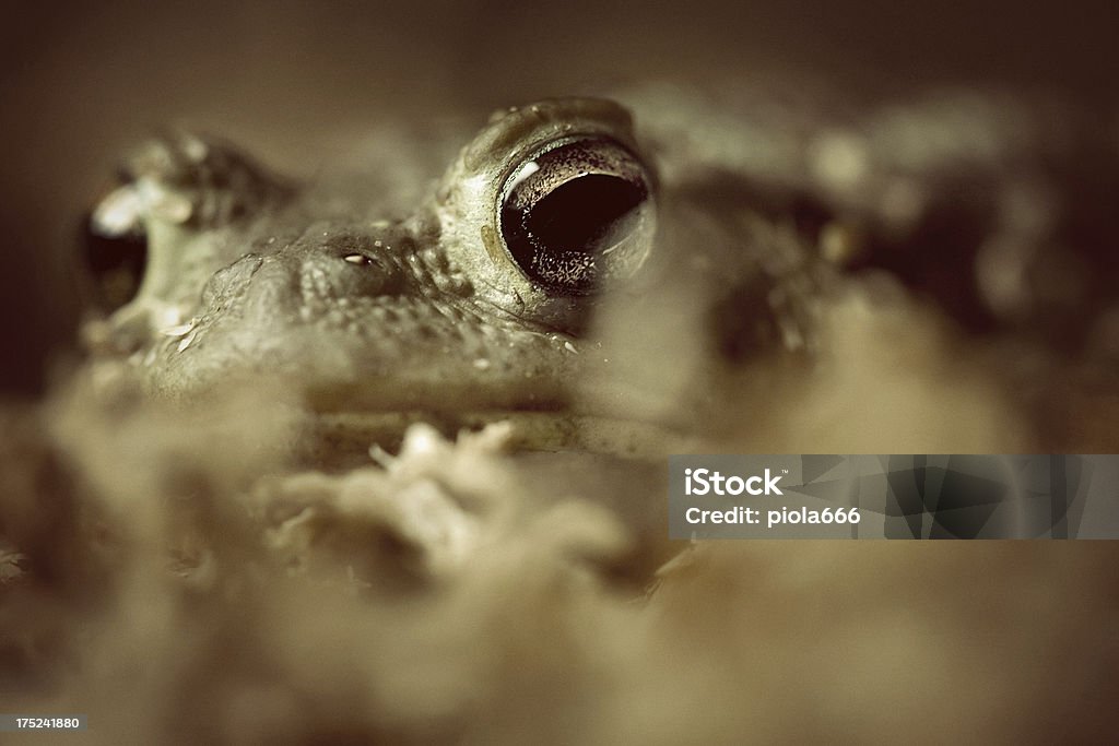 Mimetic Kröte Verstecken - Lizenzfrei Amphibie Stock-Foto