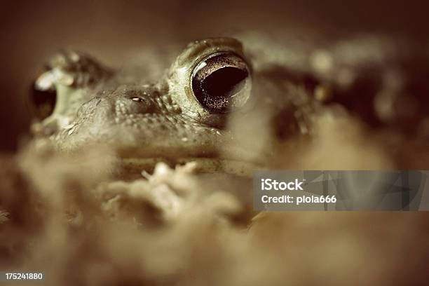 Mimetic Kröte Verstecken Stockfoto und mehr Bilder von Amphibie - Amphibie, Braun, Erdkröte
