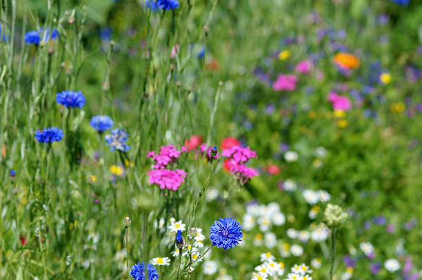 istock Colorful summerflowers 175241954