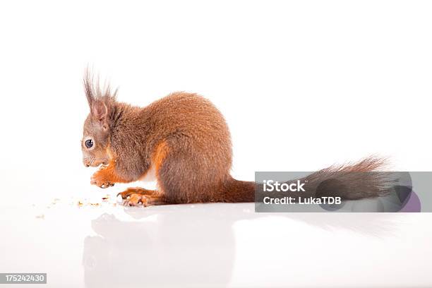 Esquilo - Fotografias de stock e mais imagens de Animal - Animal, Branco, Castanho