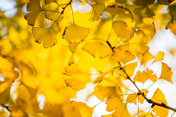 istock Autumn Ginkgo Leaves 175242484