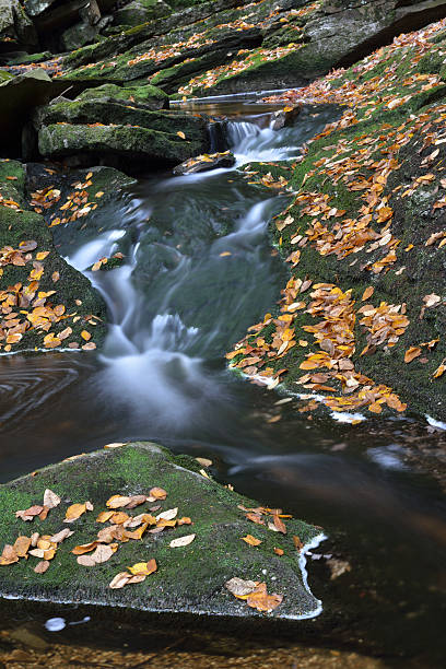 arroyo del bosque - monongahela national forest landscapes nature waterfall fotografías e imágenes de stock