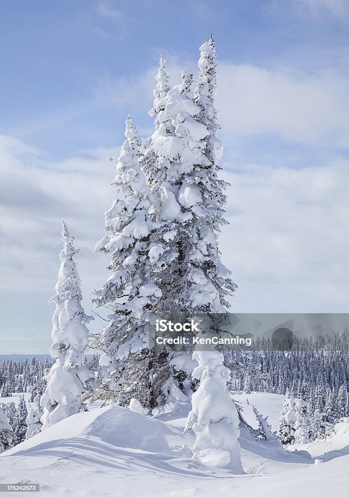 Śnieg pokryte Pines - Zbiór zdjęć royalty-free (Ameryka)