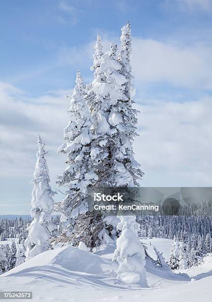 Śnieg Pokryte Pines - zdjęcia stockowe i więcej obrazów Ameryka - Ameryka, Ameryka Północna, Bez ludzi