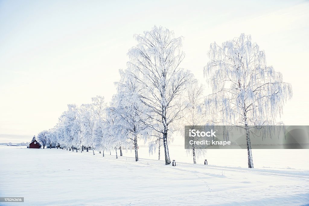 スウェーデンの冬 - 自然の景観のロイヤリティフリーストックフォト