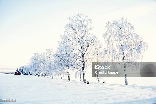 スウェーデンの冬 - 自然の景観のストックフォトや画像を多数ご用意 - 自然の景観, 雪, かすみ