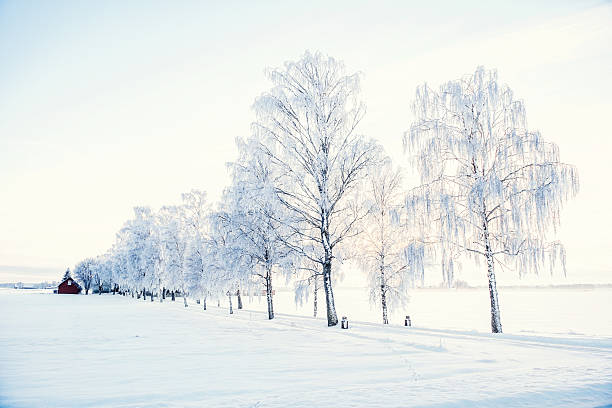 зима в швеции - awe non urban scene rural scene minus degrees стоковые фото и изображения