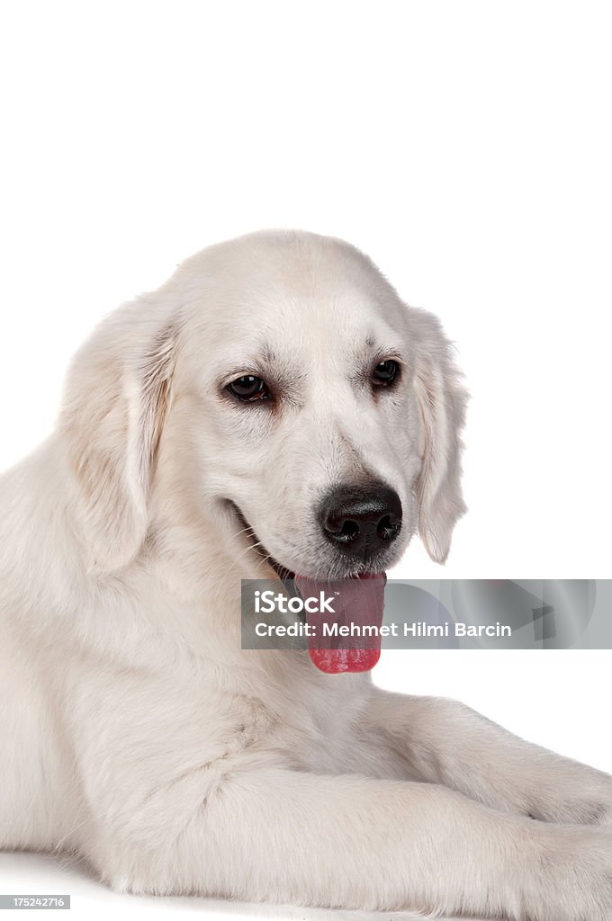 Labrador dorado - Foto de stock de Acostado libre de derechos