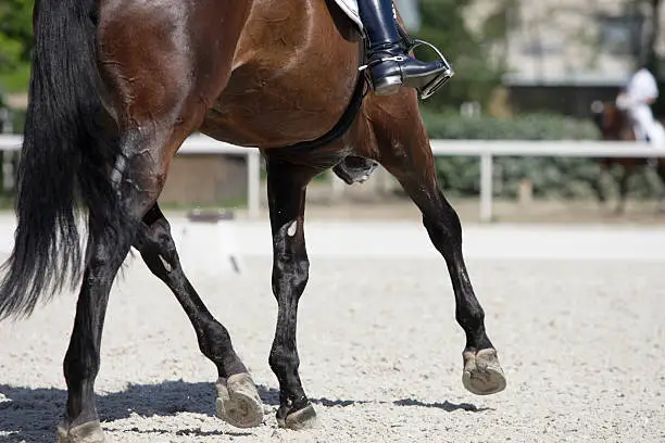Detail of a trotting bay dressage horse during a dressage test. Canon Eos 1D MarkIII.