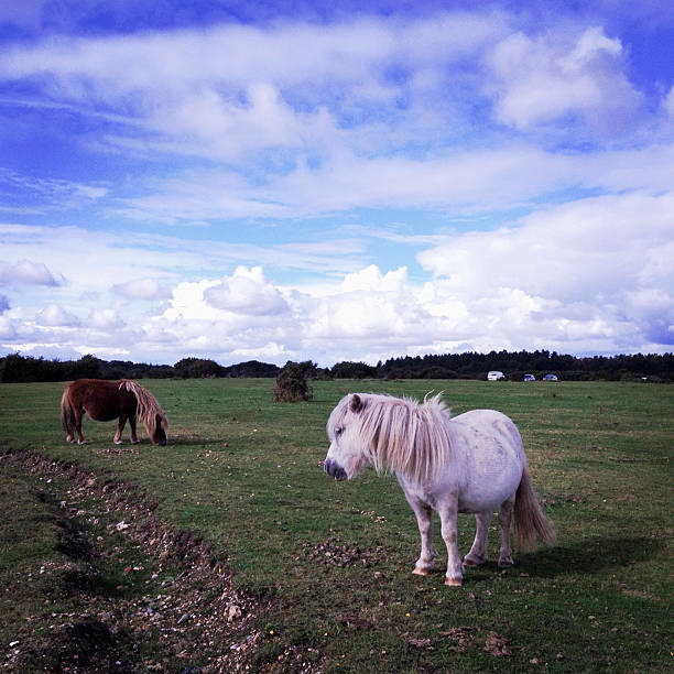 ニューフォレストローミングワイルドポニー - pony full length square uk ストックフォトと画像