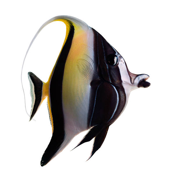 istock Moorish idol isolated on white -Low key 175243189