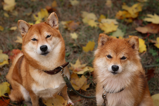Dogs of the Japanese breed Shiba Inu in the autumn park. Portrait of two dogs