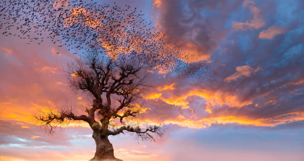 istock Silhouette of birds flying over lone dead tree at sunset 1752436493