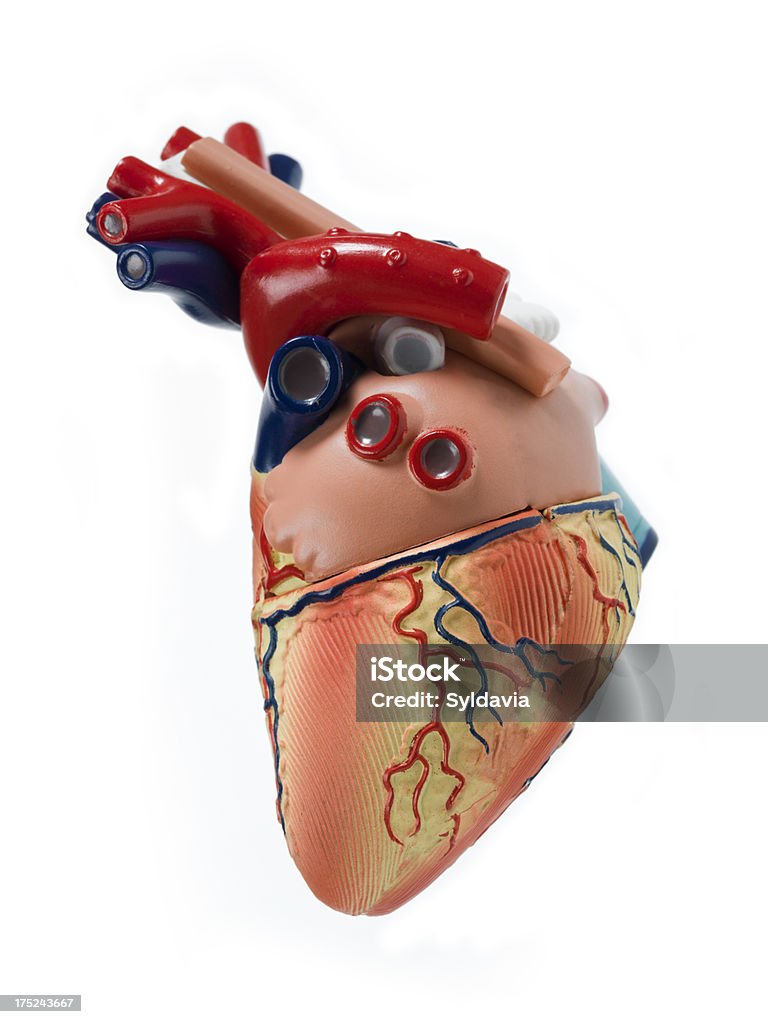 Сердце человека - Стоковые фото Анатомия роялти-фри