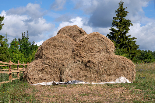 A haystack is drying in the sun. Harvesting wheat and harvesting hay in the form of round sheaves.