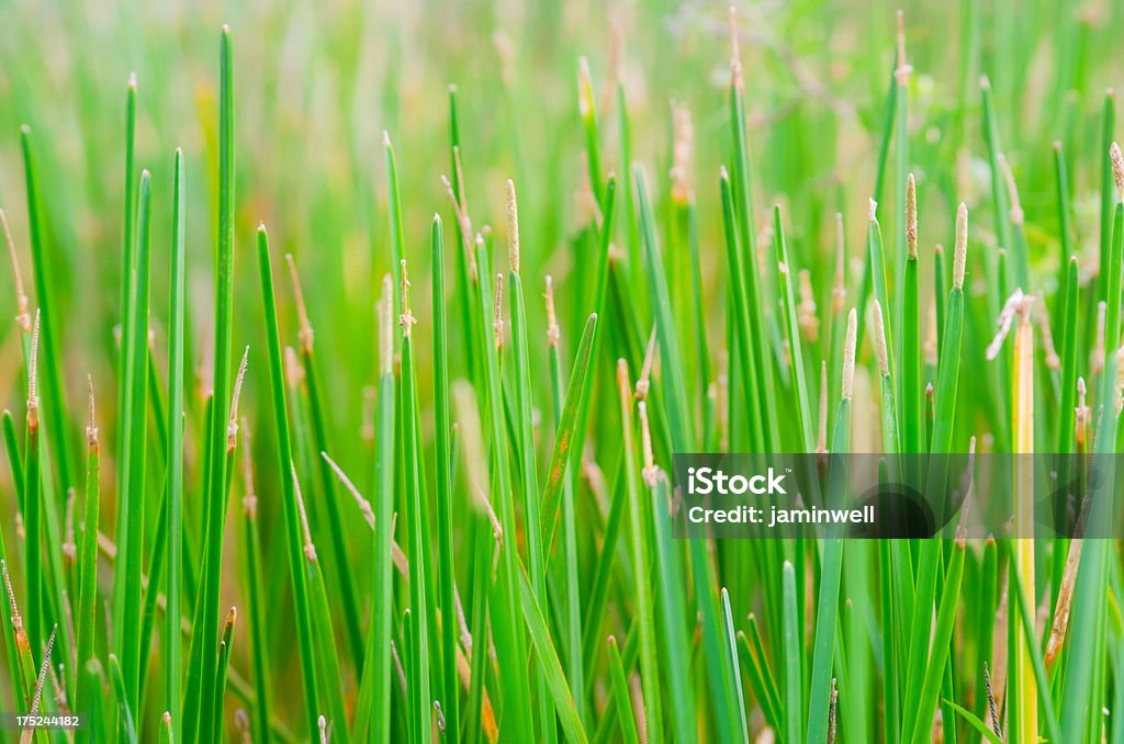 Verde erba lame - Foto stock royalty-free di Ambiente