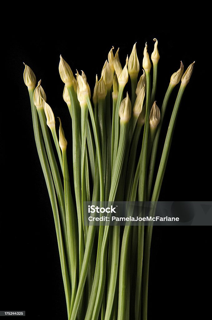 Aglio Fioritura erba cipollina su sfondo nero - Foto stock royalty-free di Fiore