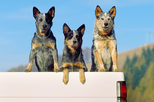 three australian cattle dog on a pickup