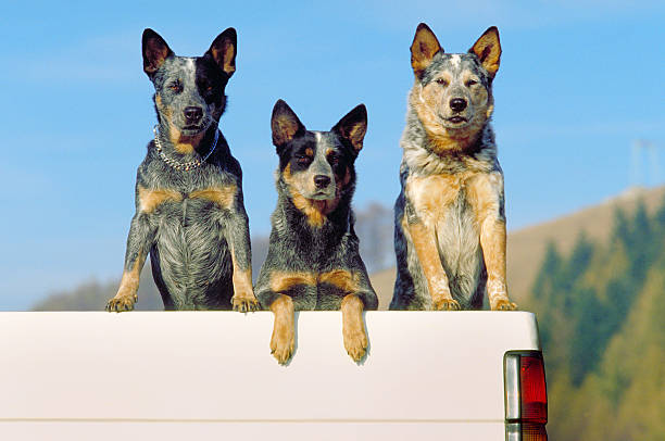 Three australian cattle dogs on a pickup, front view stock photo