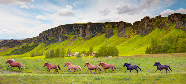 Mares and foals graze in a scenic mountain meadow. In the background is Chief Mountain, located in southern Alberta.