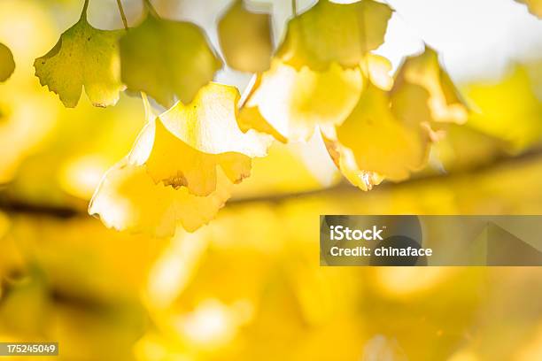 Foto de Outono Folhas Ginkgo e mais fotos de stock de Abstrato - Abstrato, Amarelo, Beleza natural - Natureza