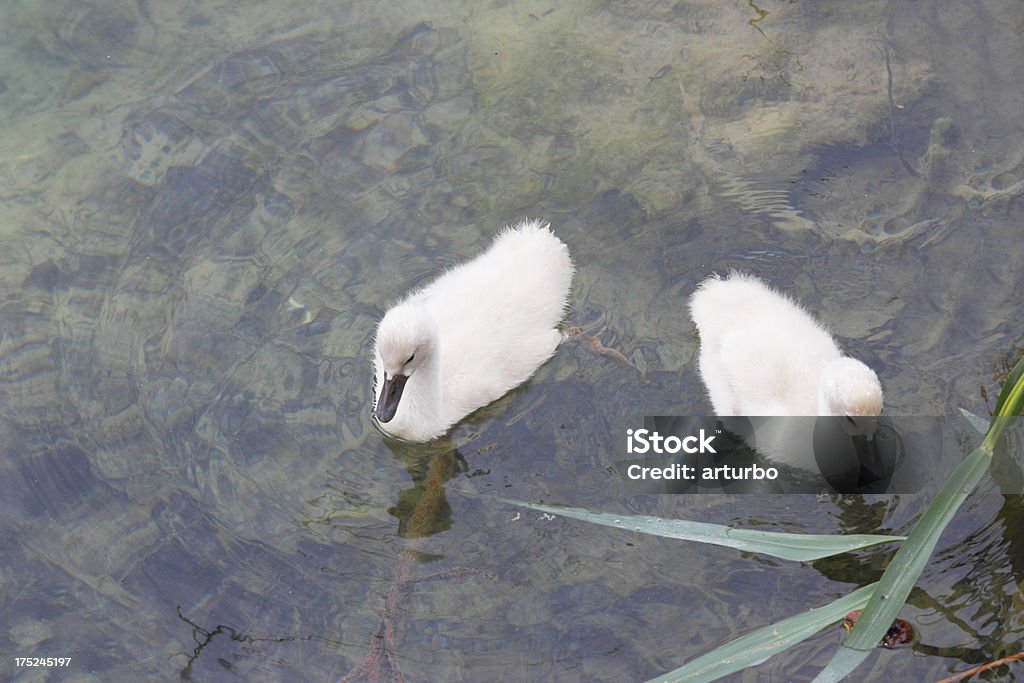 2 つの若いホワイトのスワン鳥水カルカクロアチア - カラー画像のロイヤリティフリーストックフォト