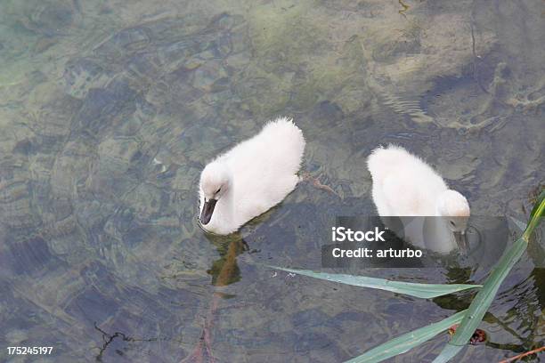 2 つの若いホワイトのスワン鳥水カルカクロアチア - カラー画像のストックフォトや画像を多数ご用意 - カラー画像, カルカ国立公園, クロアチア